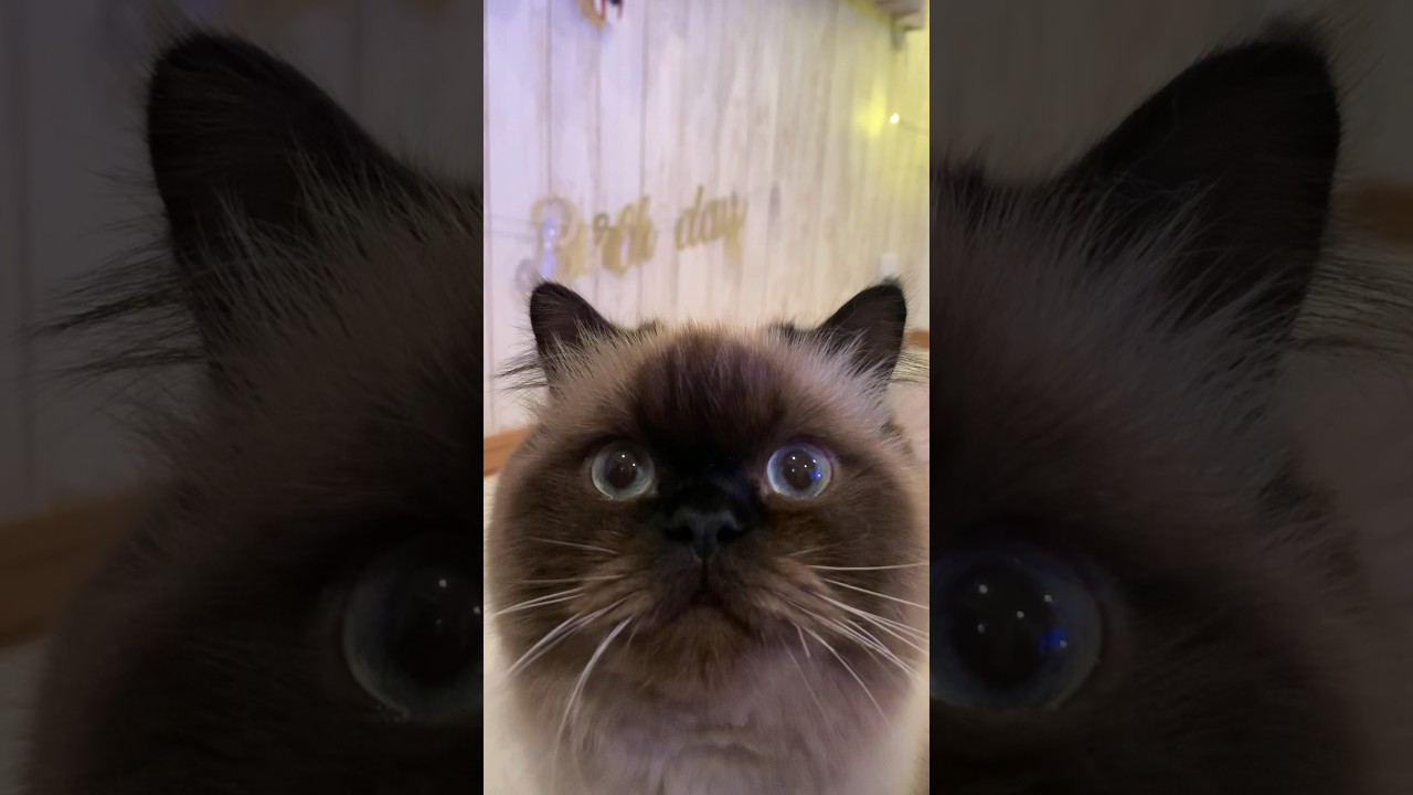 俺1さいになったぜ😎🎉 #猫 #ヒマラヤン #誕生日#猫のいる暮らし #猫のいる生活 #shorts