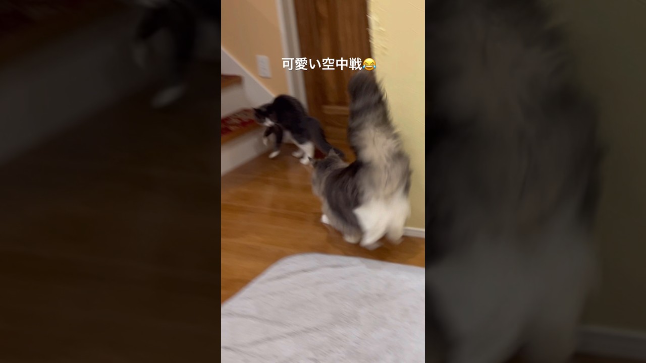 仔猫と大猫の空中戦www #cat #子猫 #ターキッシュアンゴラ #ノルウェージャンフォレストキャット #猫 #shorts