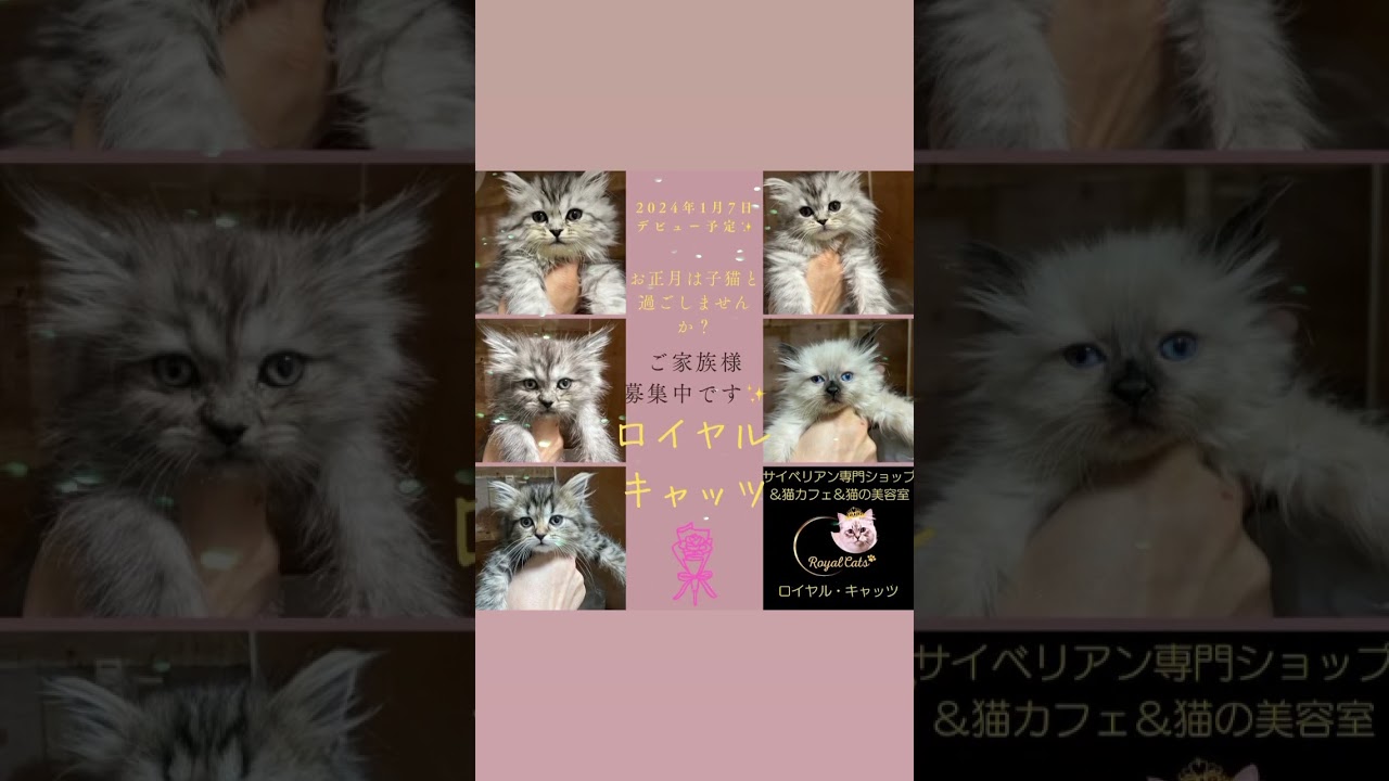 可愛いサイベリアンの子猫💕年始も無休で営業の吉祥寺のサイベリアン専門店・ロイヤルキャッツに見に来てね💕#サイベリアン #子猫 #ペットショップ #猫