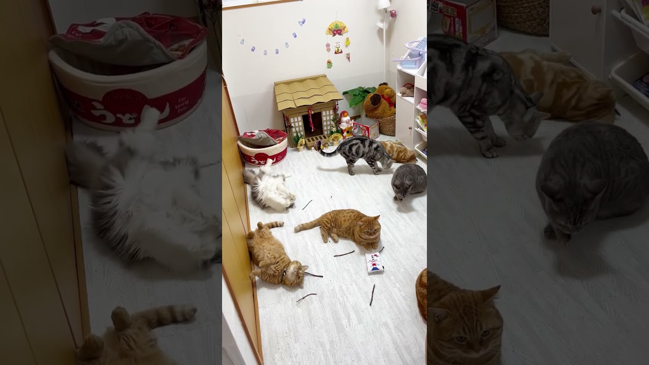 猫のお正月休み #猫 #マンチカン #shorts