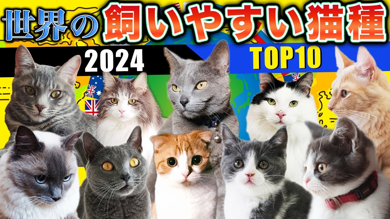 【2024年最新】世界の飼いやすい猫種の特徴や飼育の注意点を現役ブリーダーがご紹介します！飼いやすい猫種10選！