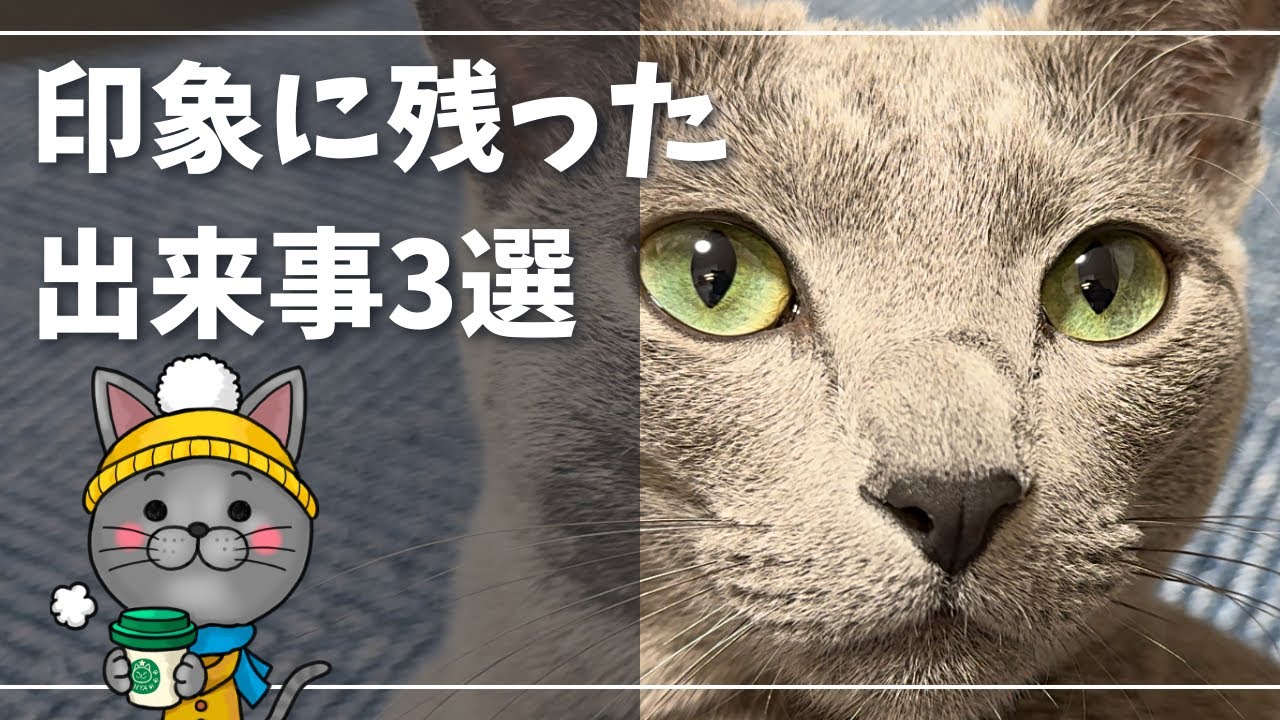 まさかの友達も出来て、凄く楽しく過ごせた一年でしたｗ【ロシアンブルー】猫