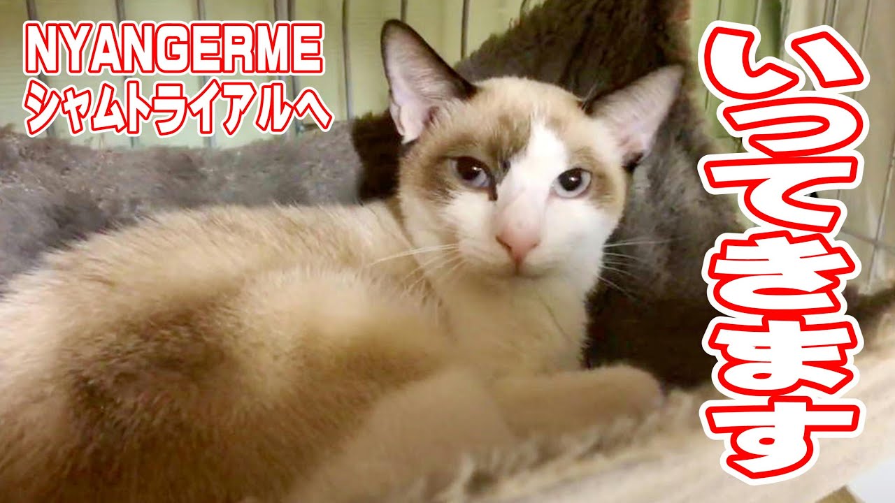 NYANGERMEシャムちゃんトライアル出発です【保護猫ハウス日記】