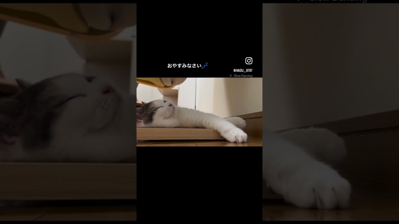 ゆっくり休んでください#shorts#scottishfold #スコティッシュフォールド#猫との暮らし#kitty#meow#고양이#癒し