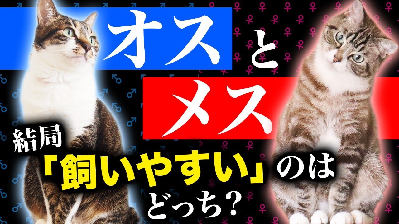 初めて飼うならオスメスどっちがオススメ？猫の性別による飼いやすさや特徴をご紹介！