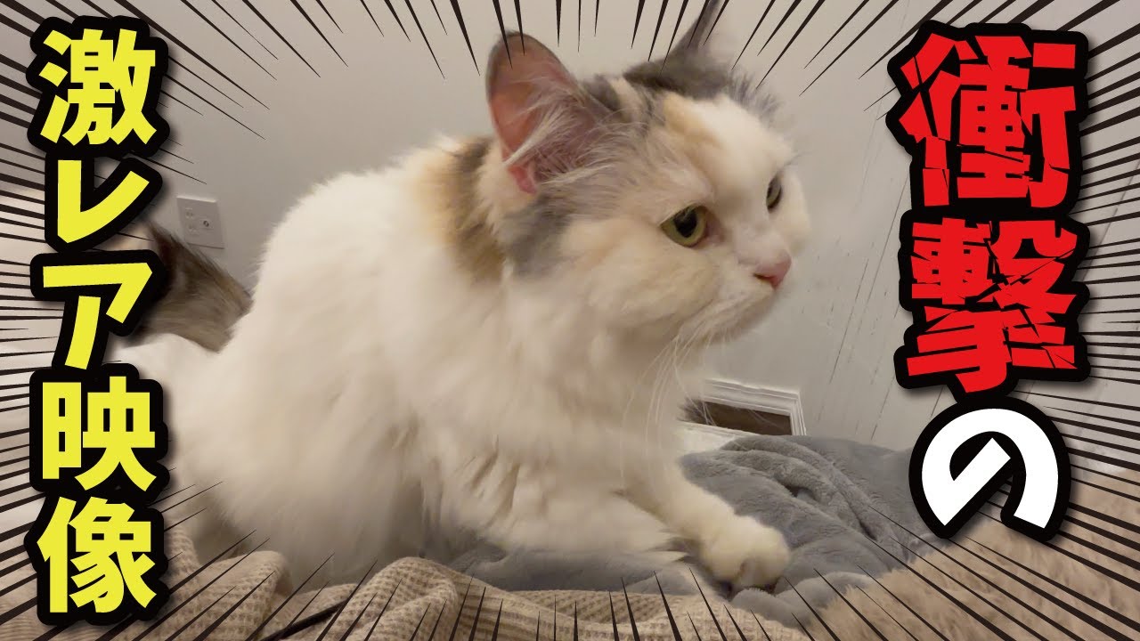 【初公開】ついに衝撃の瞬間の撮影に成功しました…！！！【関西弁でしゃべる猫】【猫アテレコ】