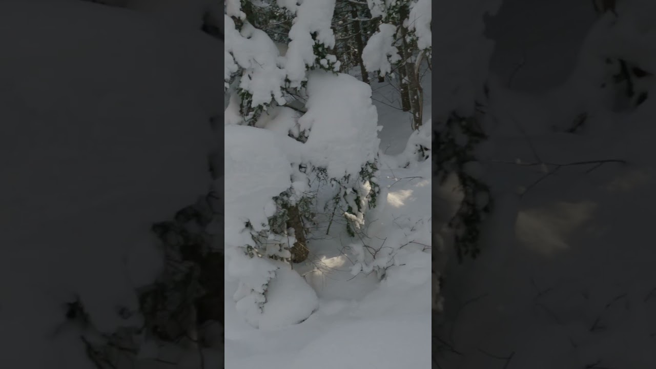 Checking the trapline with snowshoes #shorts  #trapping