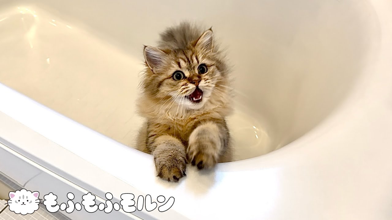子猫はいつまでお風呂にハマり続けるのでしょうか？ 【サイベリアン】