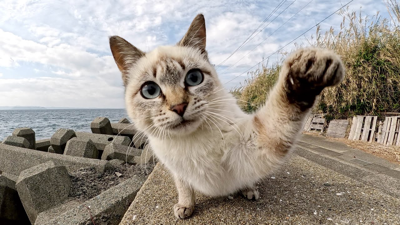 やんちゃなシャム猫が猫パンチでカメラを攻撃してきた