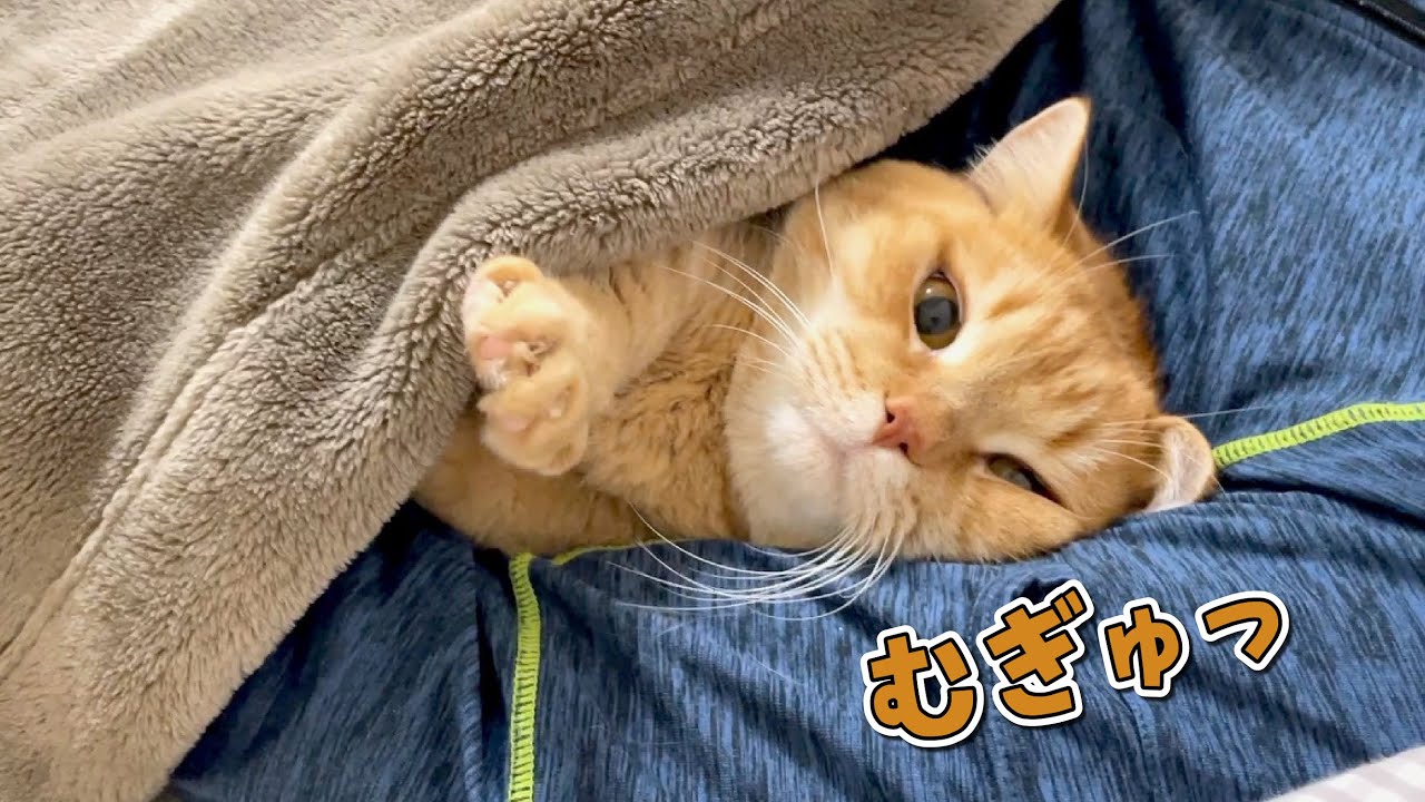正月太りしたパパに甘えてたら潰されそうになる猫が可愛すぎた！w
