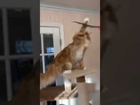 メインクーン 甘えん坊なレッドクラシックタビーアンドホワイトの男の子。