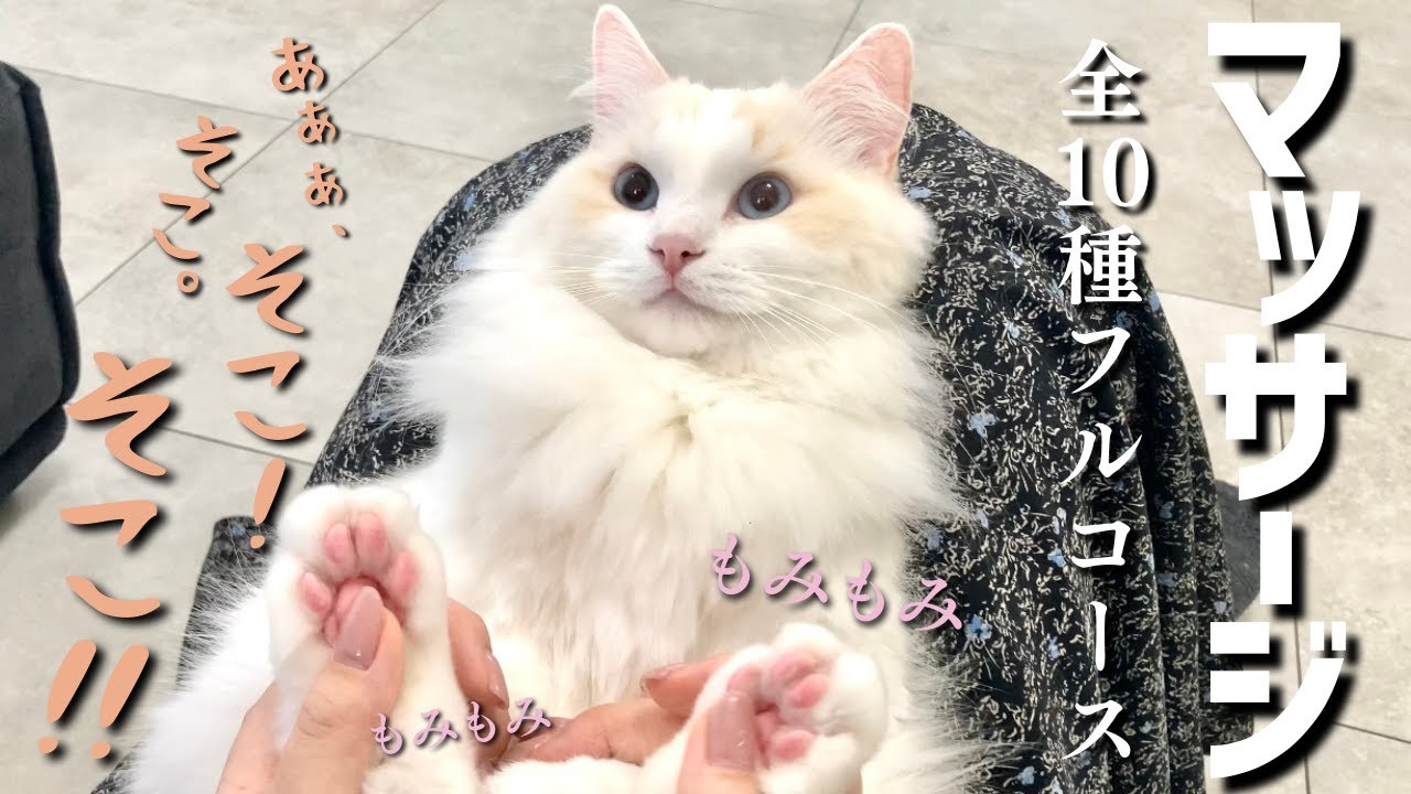 マッサージのフルコースが気持ち良すぎてご満悦な猫がこちらです...笑｜ラグドール｜猫との暮らし｜