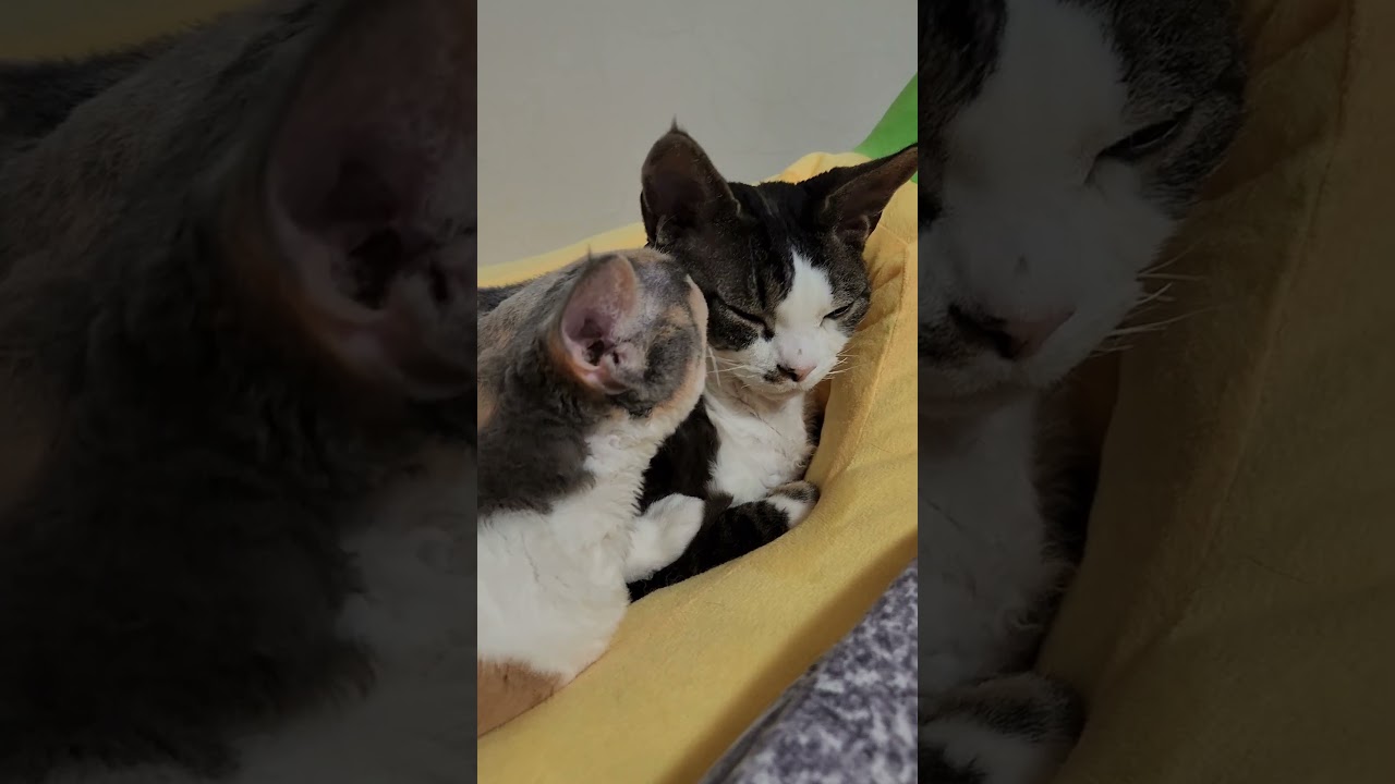 레이가 마루사랑하는법~#shorst #고양이일상 #레이마루