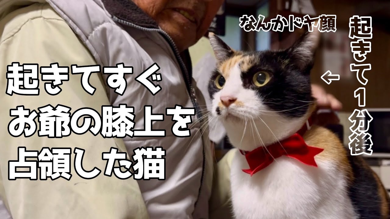 朝イチでお爺の膝上を占拠しにかかる猫、満足そうすぎる