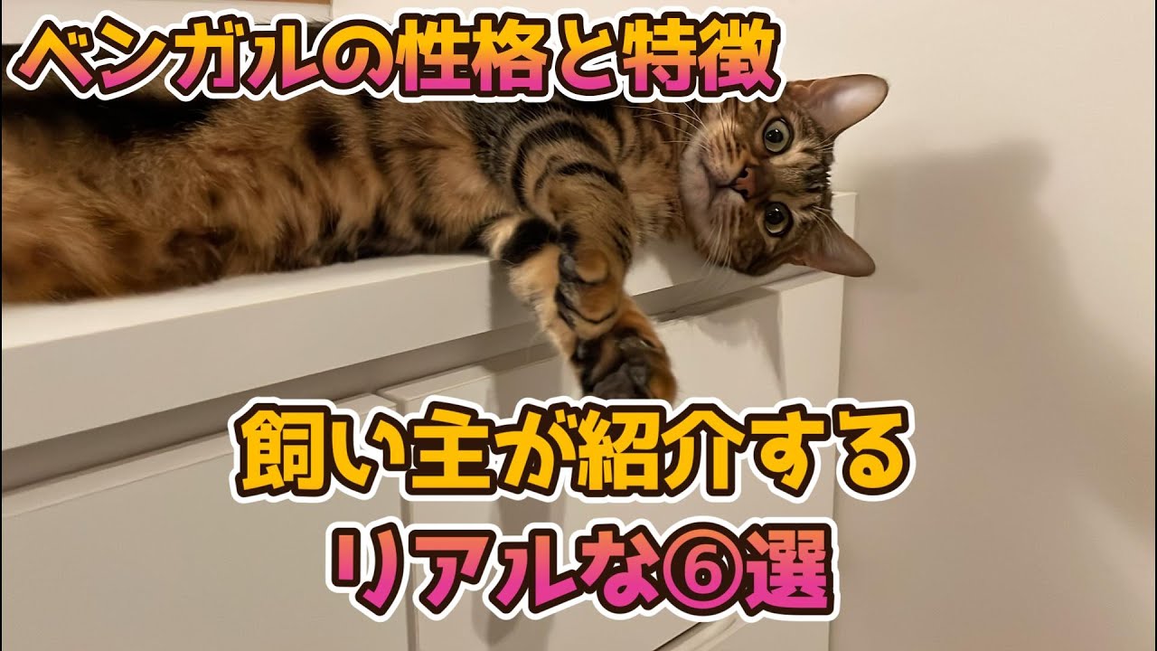 【ベンガルの性格】⑥選