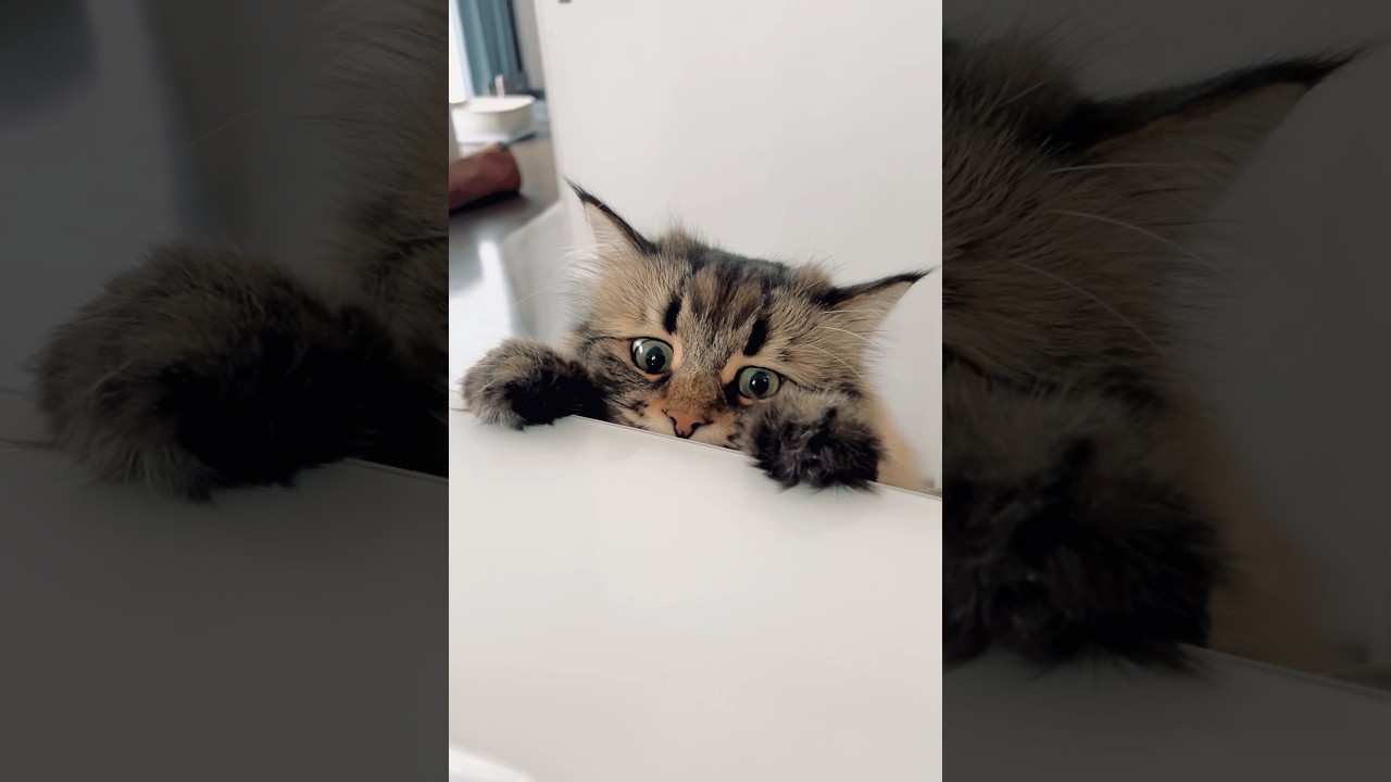 飼い主のお昼ご飯が気になる #cat #ねこ #猫 #ネコ #サイベリアン