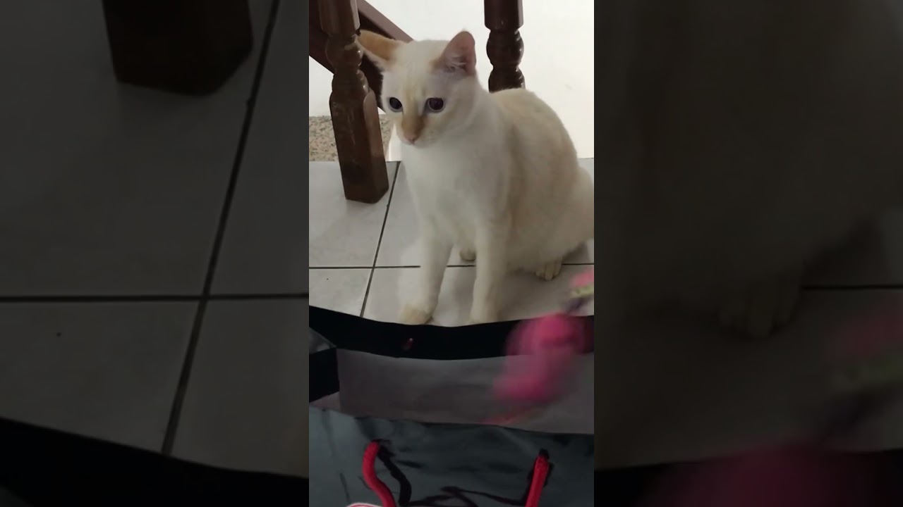 Cat play #流浪貓 #白貓 貓咪在玩 #cute #cuteanimals #cat #cats