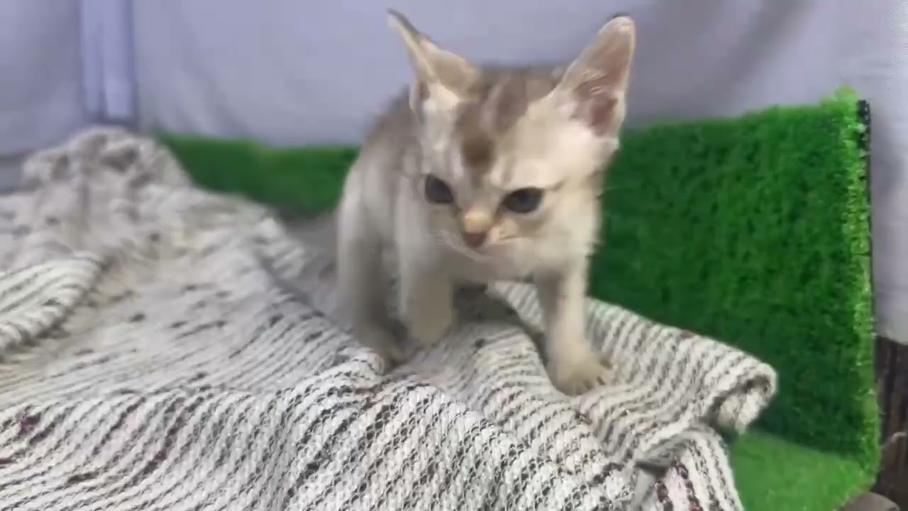 シンガプーラ 愛嬌たっぷり❤セピアアグーチカラーの男の子♪