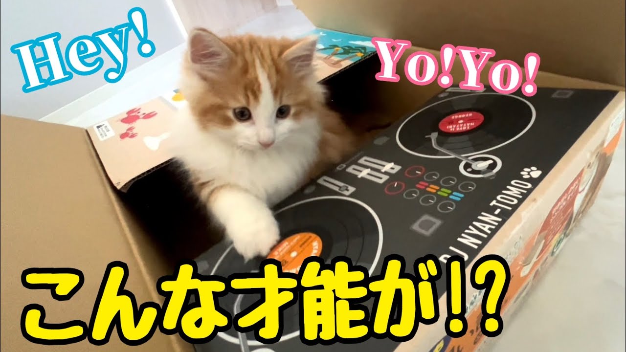 DJ練習中に天性の才能を発揮する子猫のキャロルくん　Carol the kitten shows off her natural talent during DJ practice #ねこ #cat