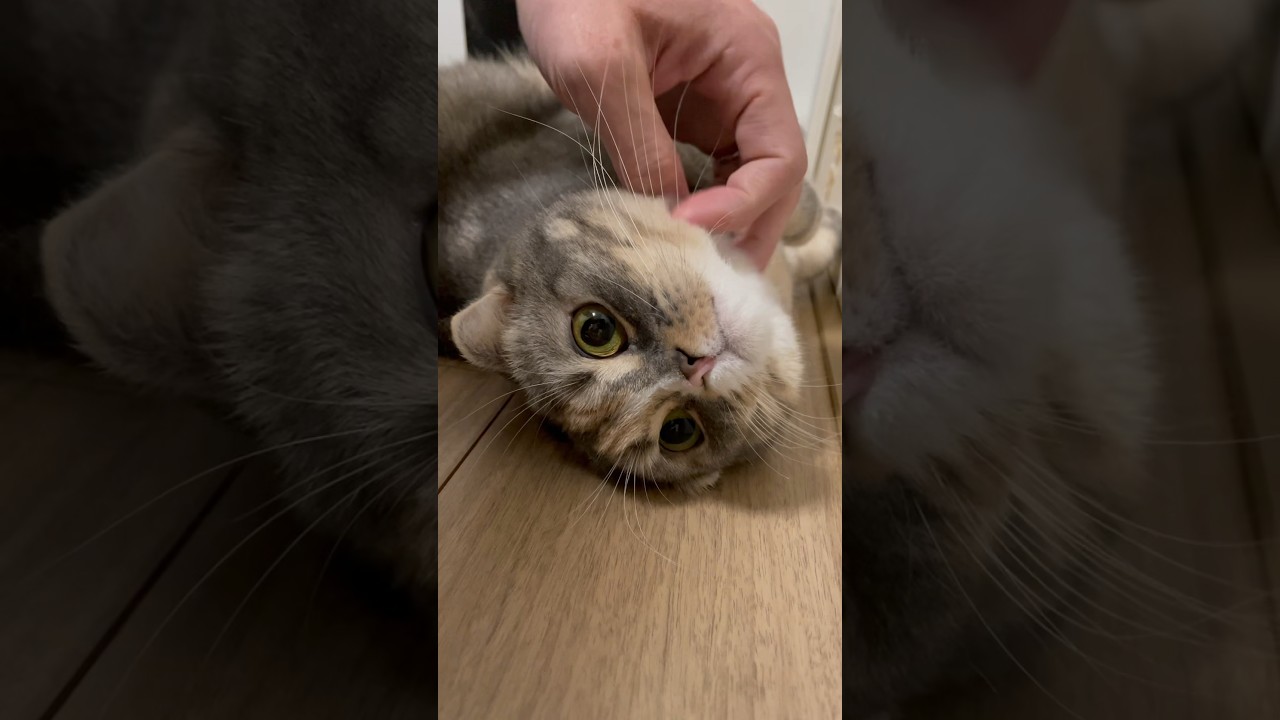 あざとい撫でられ猫#shorts