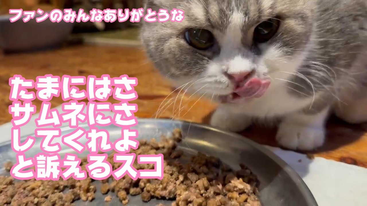 たまにはサムネになりたいスタァなスコティッシュフォールドがいます  【2023 12 27-1】