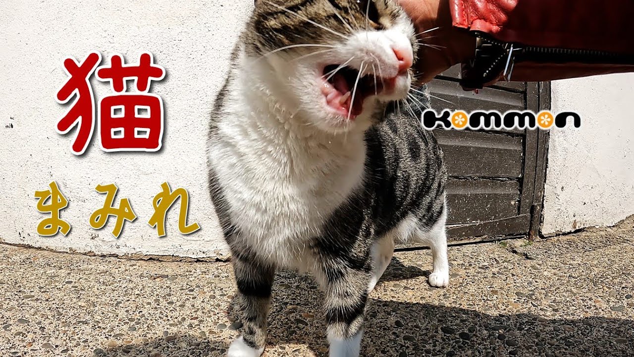 猫の楽園～マン島 マン・キャット・サンクチュアリ #猫 #cat #manxcat