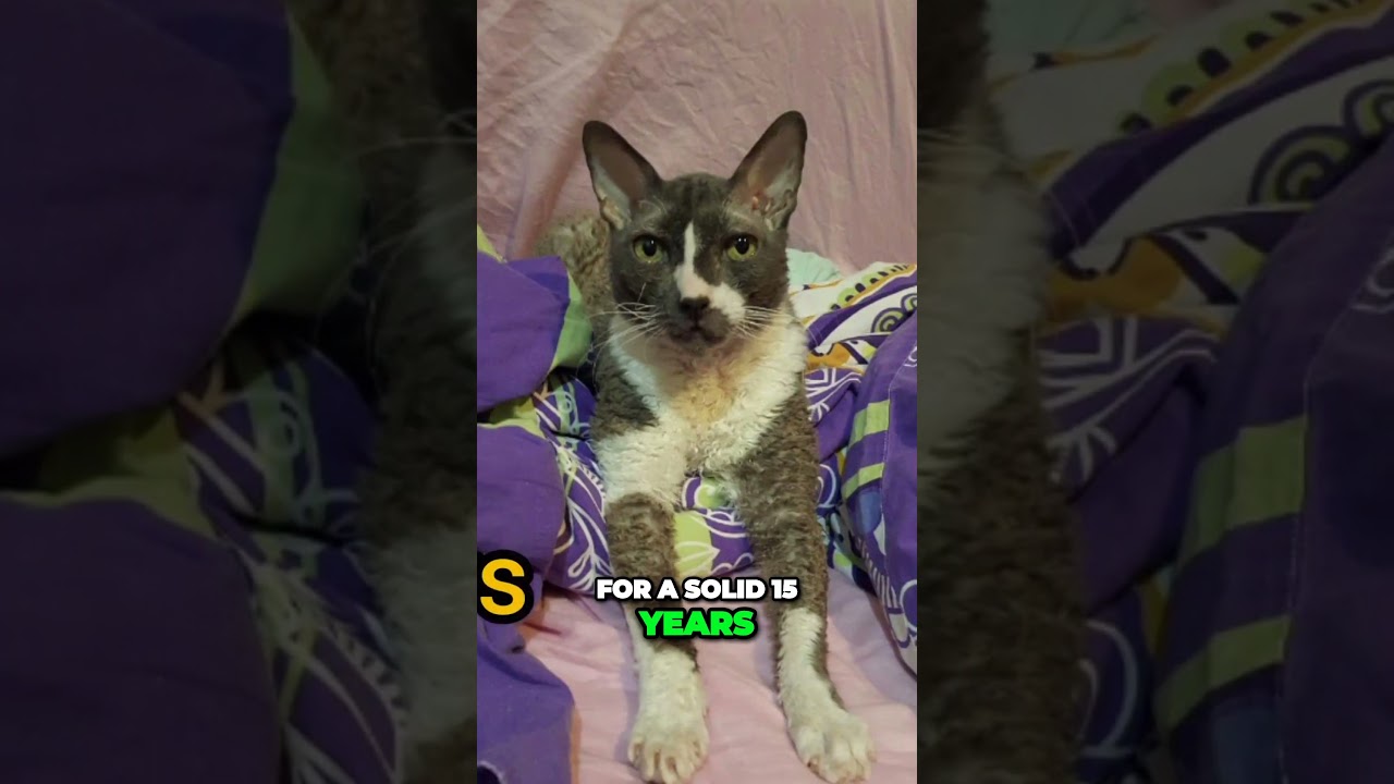 Check the full video - Cornish Rex: The curly cat with a personality