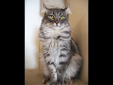 耳がくるりんキュートな猫！アメリカンカールまとめ〜耳掃除が難しい…