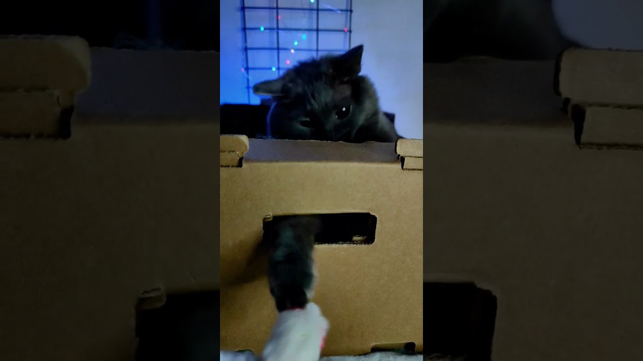 KORAT CAT #funnycats