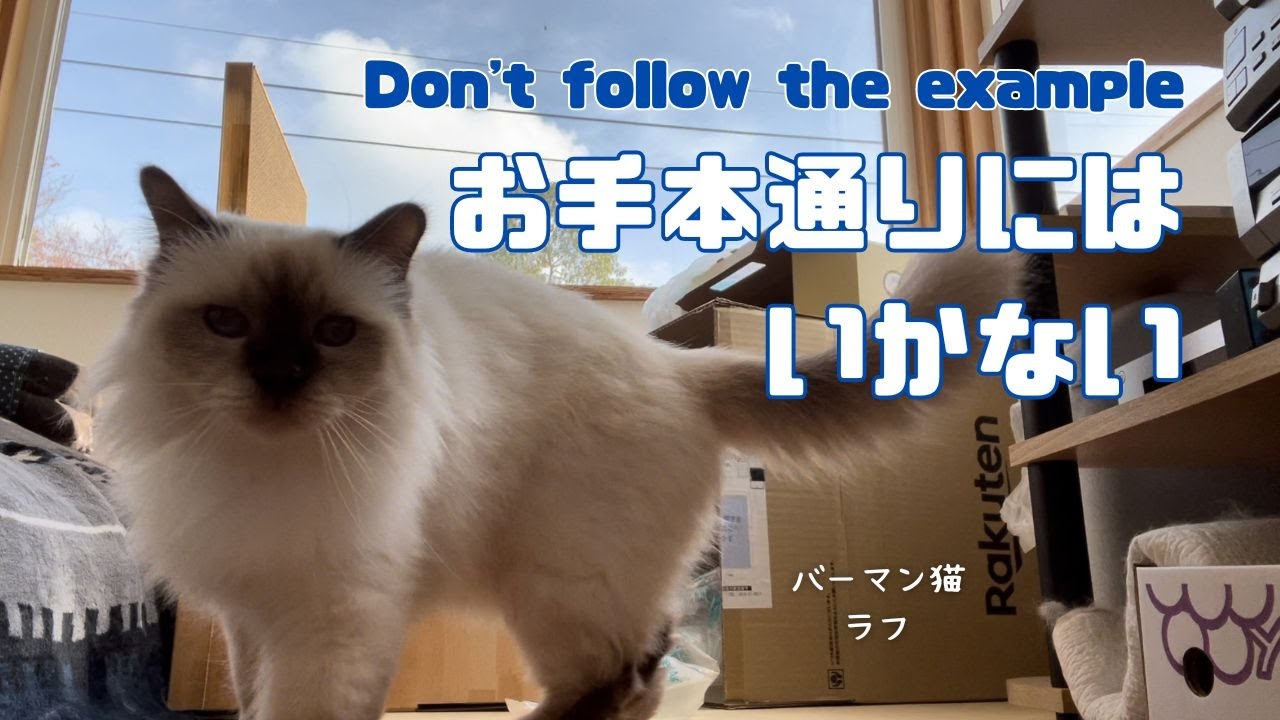 バーマン猫ラフとガブ【お手本通りにはいかない】Don't follow the example（バーマン猫）Birman/Cat