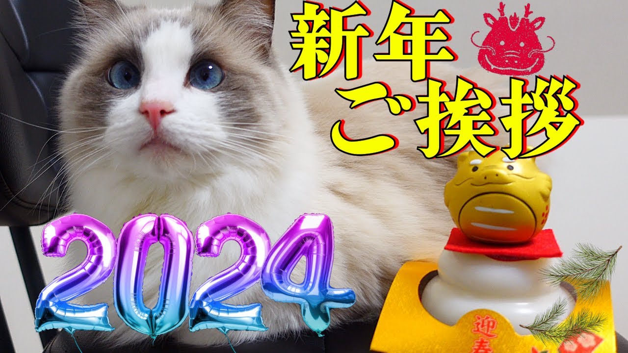 新年のご挨拶なねこ【ラグドール】