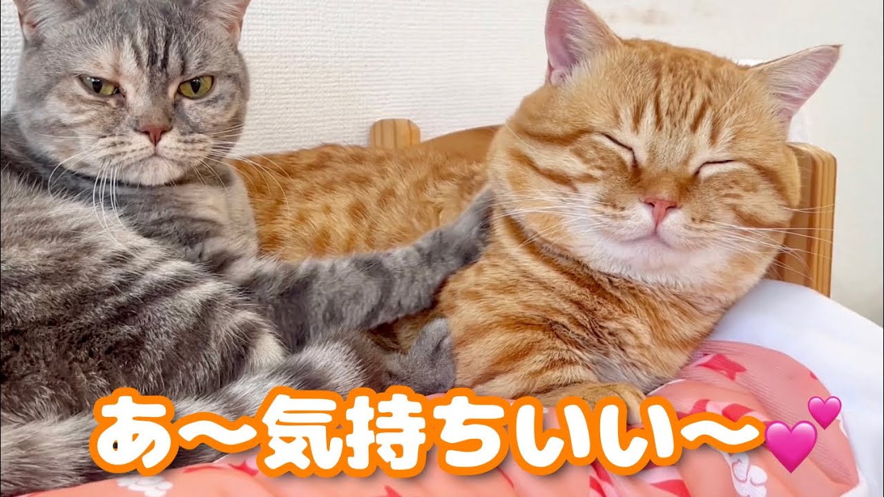 妹に腰を揉んでもらってる猫 #猫 #マンチカン