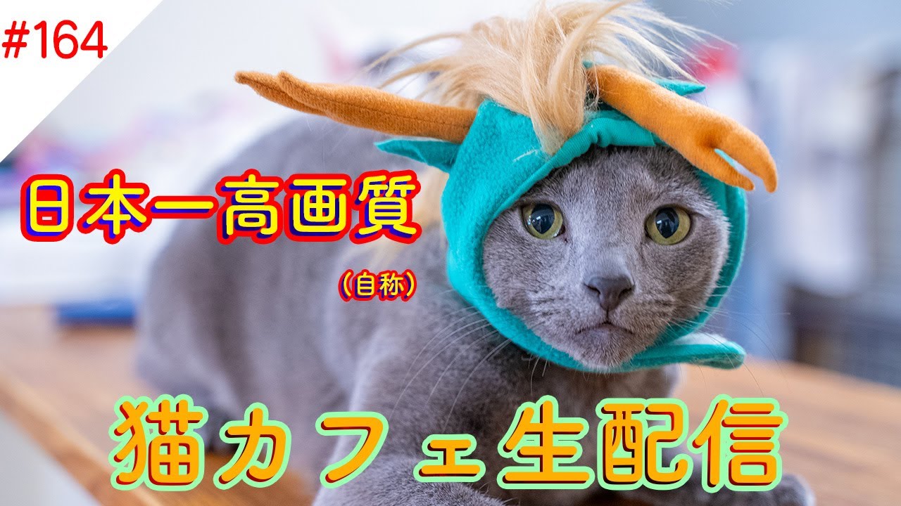 #164 日本一高画質猫カフェ生配信(自称) Virtual catcafe tour