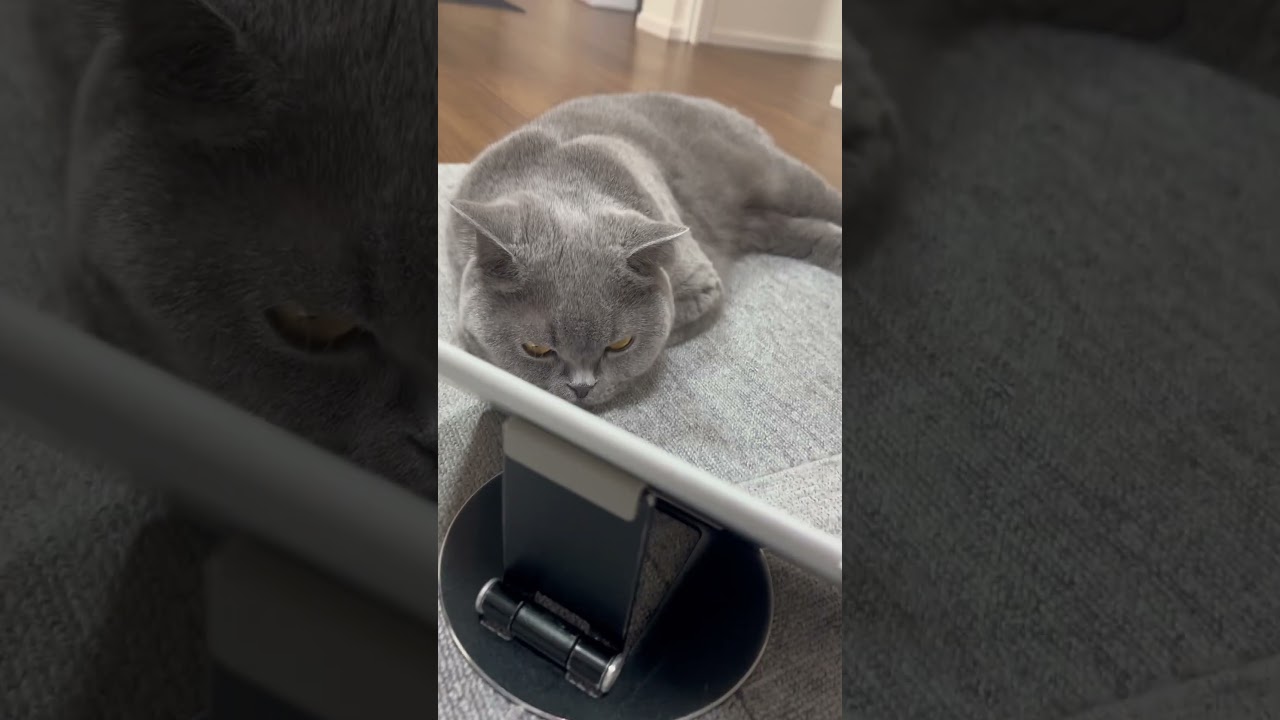【猫】YouTubeを見ながら寝落ちするししゃもさん #猫 #cat #ブリティッシュショートヘア