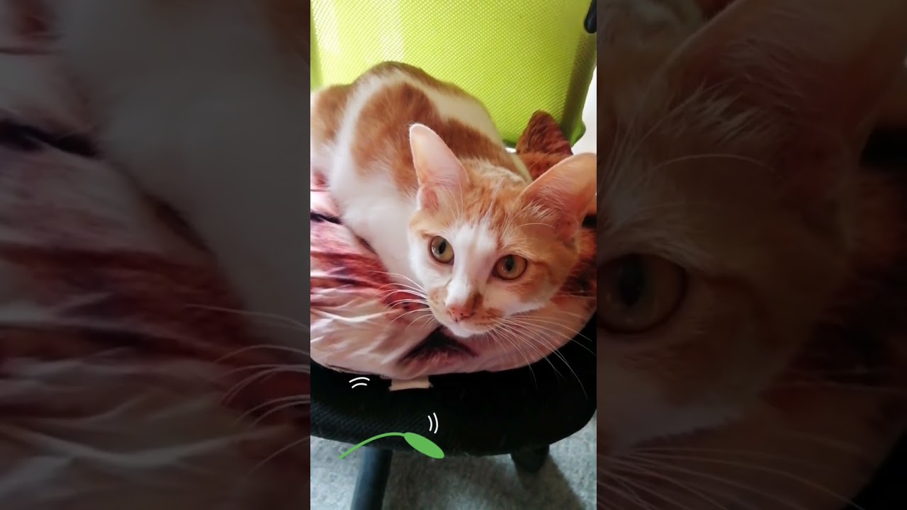 【ねこ動画】やっぱり🐱ゆきちゃんには負けちゃう飼い主 #shorts #猫 #ねこ親子