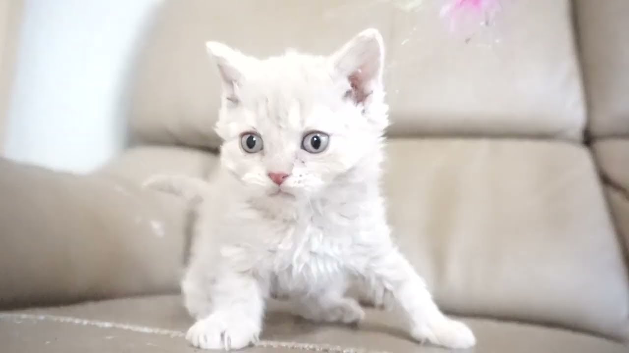 セルカークレックス子猫　2023.11.5産まれ 　クリーム　　男の子　シーダキャット猫のお店