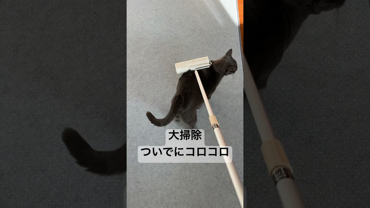 大掃除のついでにコロコロされるロシアンブルー #ロシアンブルー #ねこ