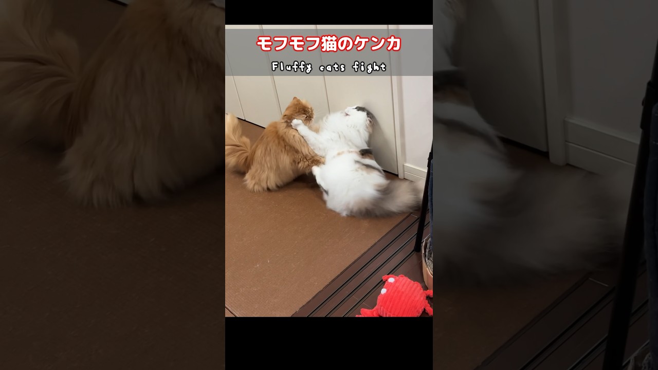 【壮絶】モフモフ猫のケンカ　#ノルウェージャンフォレストキャット #サイベリアン #ねこのきなこもち #猫動画 #猫好きさんと繋がりたい