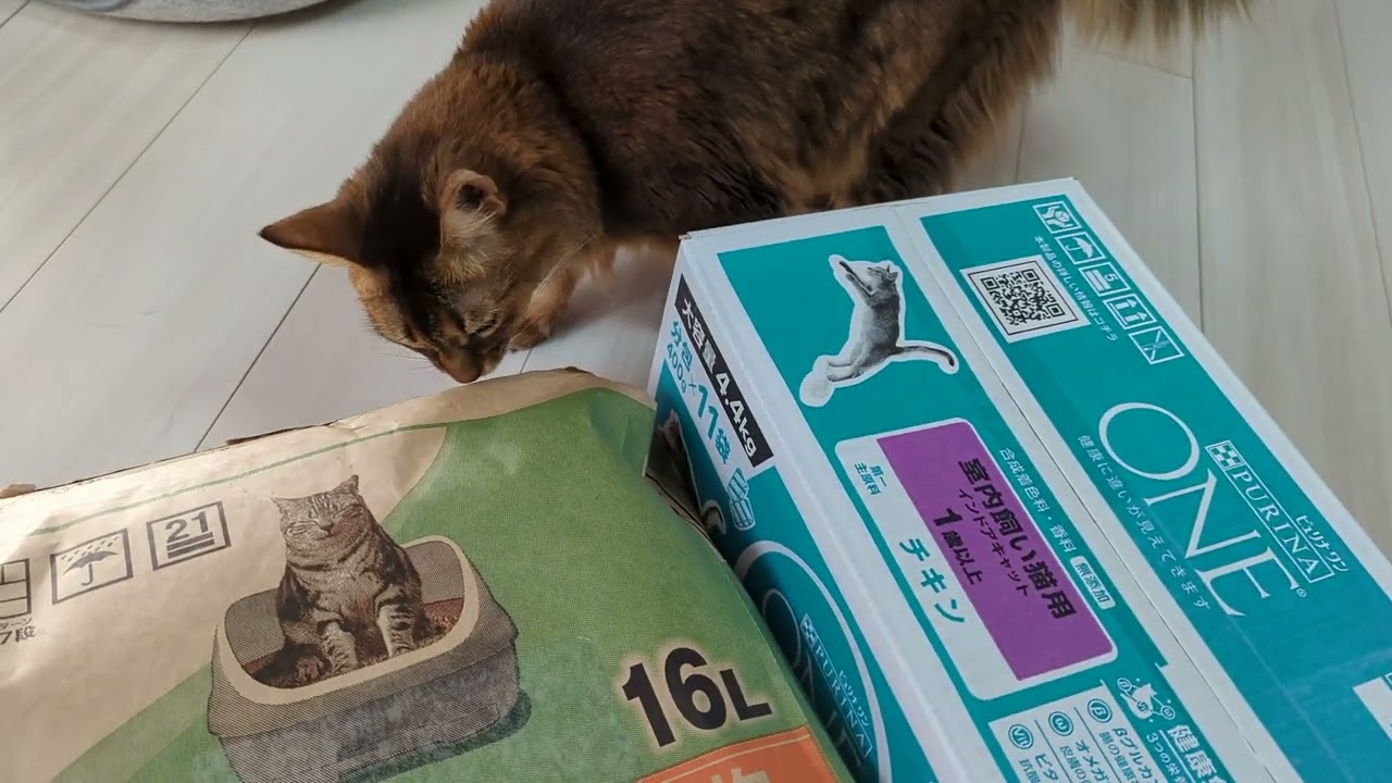 【718日目】臭いチェック #ソマリ #cat