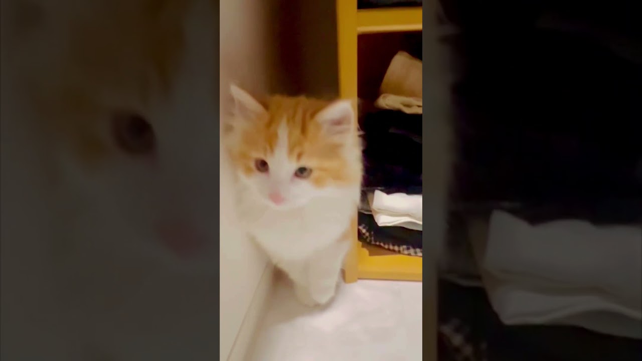 見つけた！と思ったら逆立ちする子猫　　　　　I got you!  A kitten that stands on its head  #cat #cats #ねこ#ネコ