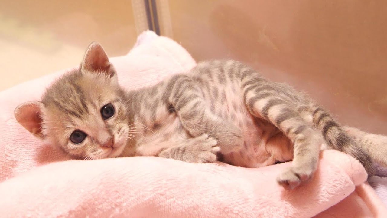 羨ましそうに見つめる子猫を抱っこするライオンの赤ちゃんみたいな子猫【赤ちゃん猫　保護猫】