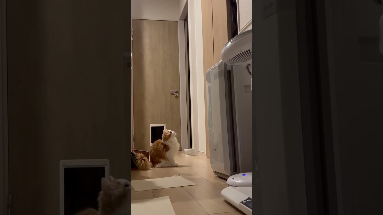 鍵を開ける音が聞こえると… #cat #ラガマフィン #ragamuffin #猫 #猫のいる暮らし