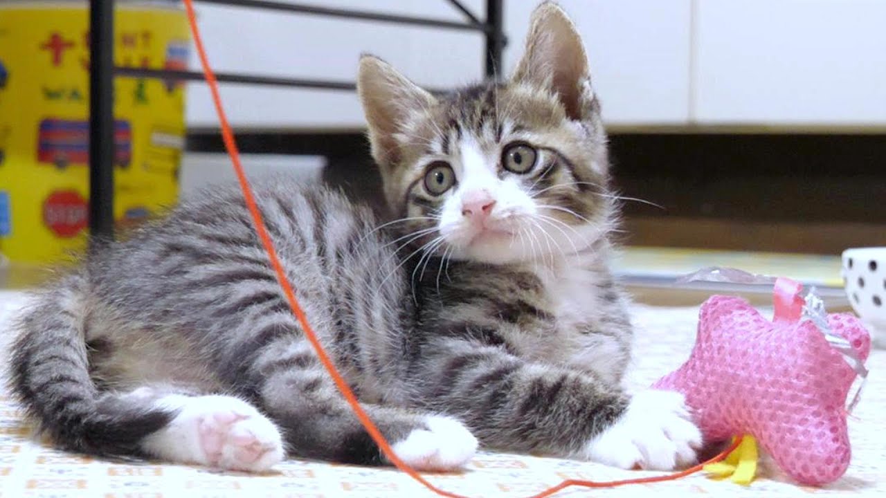 子猫たちの対決！猫じゃらしダンスショー！勝つのはどっち！？【赤ちゃん猫　保護猫】