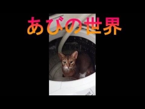 ネコ動画あび＃2833　あびの毎日　アビシニアン　あび