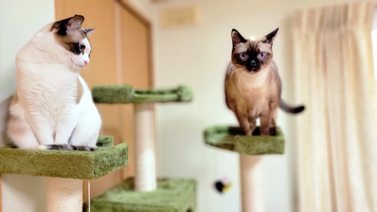 キャットタワーに居たシャム猫に近づいたら！して悲鳴をあげた俺🤪