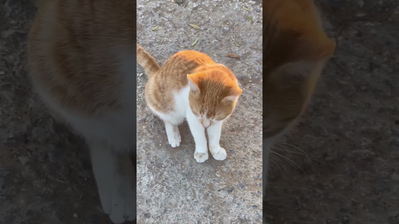 Brown cat #cat #youtubeshorts #shorts #gulflife1
