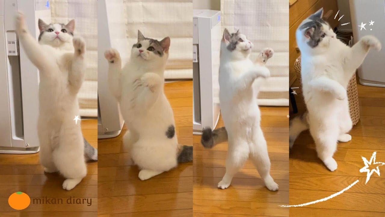 【スコティッシュフォールド】両足でジャンプ!!今にも歩き出しそうな猫