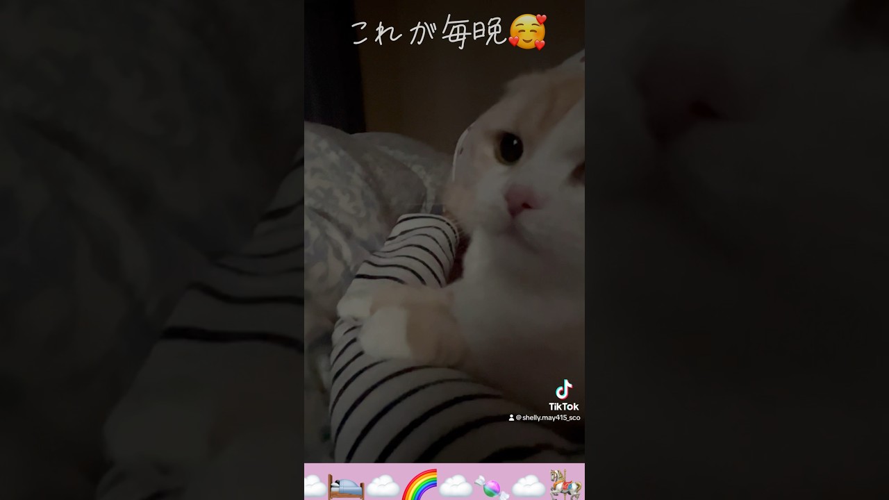 夜のルーティン#スコティッシュフォールド #猫 #ルーティン