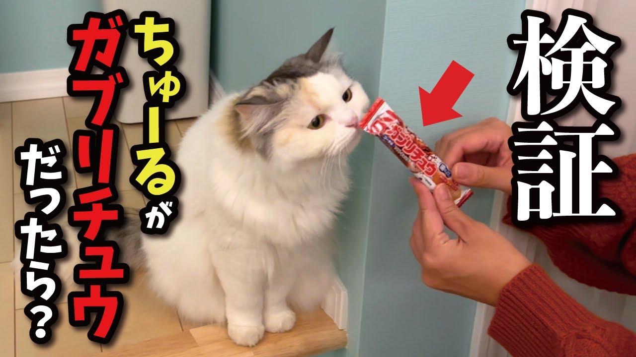 ちゅーると人間用おかしを勘違いした猫の反応がこちら…【関西弁でしゃべる猫】【猫アテレコ】