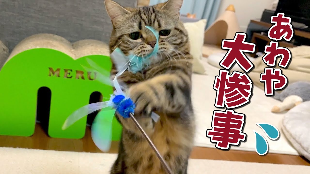遊びに全力すぎてママが焦ってるのに気付かない弟猫